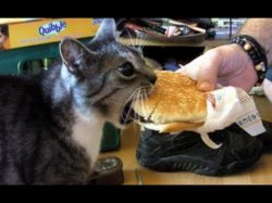 Burger Cat Meme Template