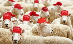 Trump Sheeple Qless Qanon Insurrectionist Trumpster Trumpette Meme Template