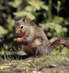 Excellent Squirrel Meme Template