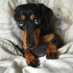Cute dachshund Meme Template