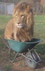 Lion in a Barrow Meme Template