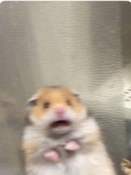 Hamster gasp Meme Template