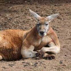 Australia Cangaroo Muscular Bulky Meme Template