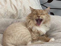 Cat yelling Meme Template