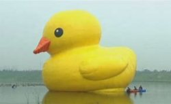 big Duck Meme Template