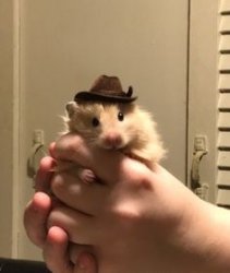 cowboy hamster Meme Template