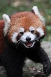RED PANDA BEST ANIMAL Meme Template