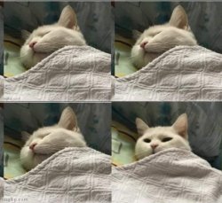 Cat sleeping uder blanket blank Meme Template