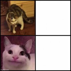 Cat approves Meme Template