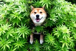 weed doge Meme Template