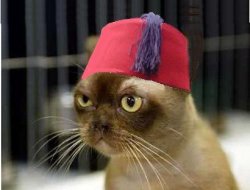 Fez Cat Meme Template