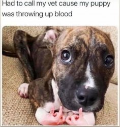 Dog throwing up blood Meme Template