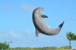 Flipper flipping Meme Template