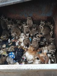 Raccoons in a trash bin Meme Template