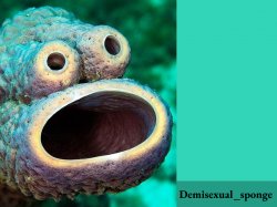 Demisexual_sponge announcement Meme Template