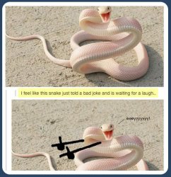 Bad Pun snake Meme Template