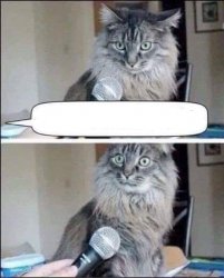 CAT SURPRISED BY INTERVIEW QUESTION MICROPHONE Meme Template