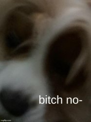 narwhal doge bitch no Meme Template