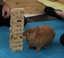 Bunny Jenga Meme Template