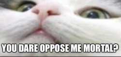 You dare oppose me mortal (Cat edition) Meme Template