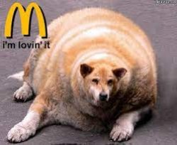 FAT DOGE Meme Template