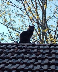 Roof cat Meme Template