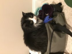 Cat in Suitcase Meme Template