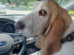 BASSETT HOUND SIDE-EYE Meme Template