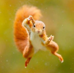 Squirrel flying in towards camera Meme Template