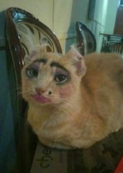 Transgender Cat Meme Template