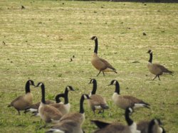 Dusky Canada Goose Meme Template