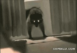 raccoon enters home Meme Template