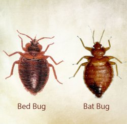 Bedbugs vs Batbugs Meme Template