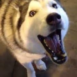 yelling husky Meme Template