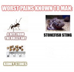 most painful things known to man Meme Template