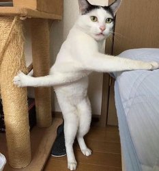 balance cat Meme Template