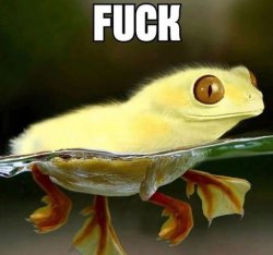 frog duck Meme Template