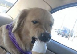Dog eating ice cream angrily Meme Template