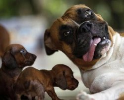Dog with puppies boxer and dachshunds??? Meme Template