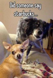 Dogs did you hear that starbucks Meme Template