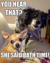 Dogs did you hear that bath time Meme Template