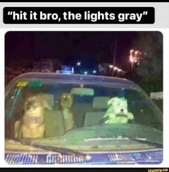 Dogs driving car at night Meme Template