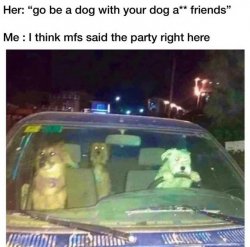 Dogs driving car at night 2 Meme Template