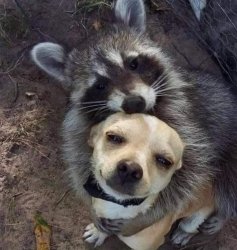 Dog and raccoon are friends Meme Template