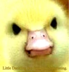 duck Meme Template