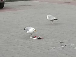 Disgusted Seagull Meme Template