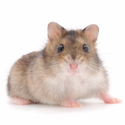 Timmy The Hamster Meme Template