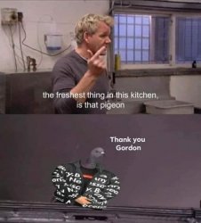 Fresh pigeon Meme Template