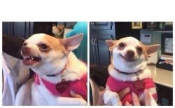 angry dog, calm dog Meme Template