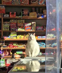 Bodega Cat Meme Template